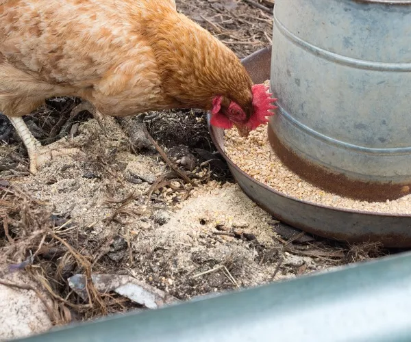 PVC-Chicken-Feeder-5-Steps-with-Pictures-–-Poultry-Care-Sunday