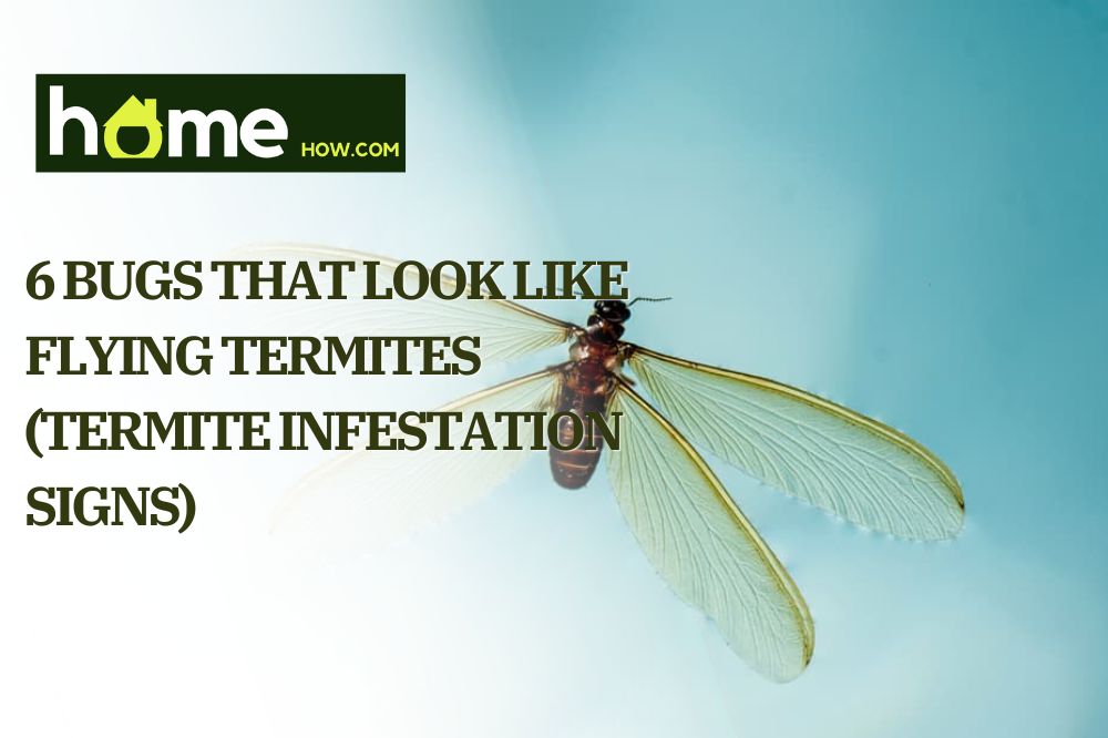 6 Bugs That Look Like Flying Termites (Termite Infestation Signs)