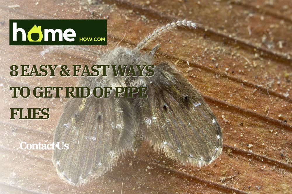 8 Easy & Fast Ways To Get Rid Of Pipe Flies