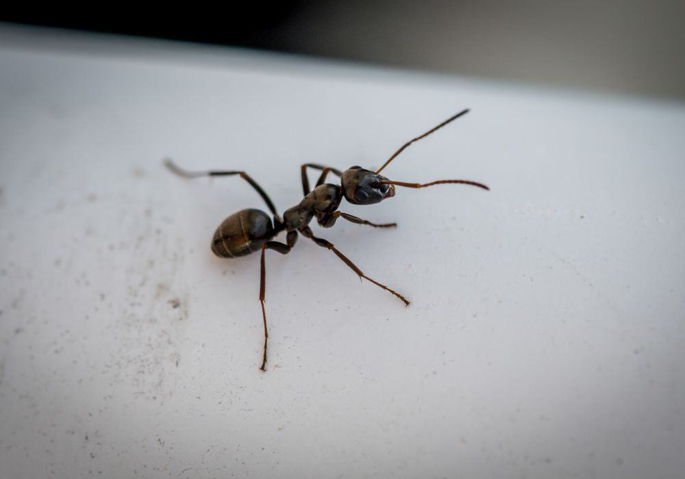 Carpenter-Ants