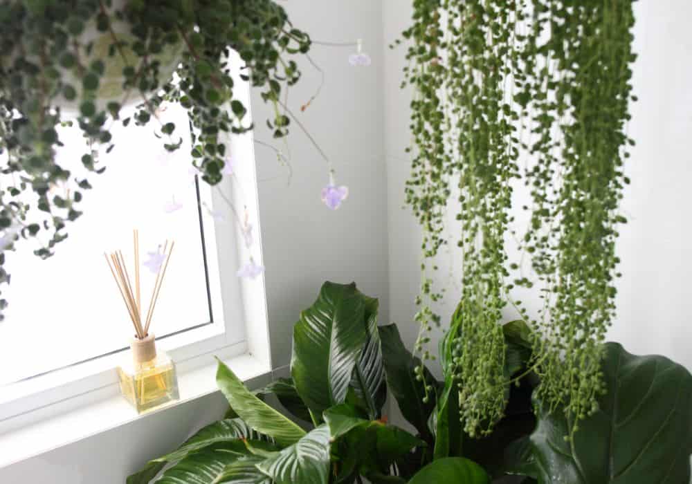 Hanging-Plants