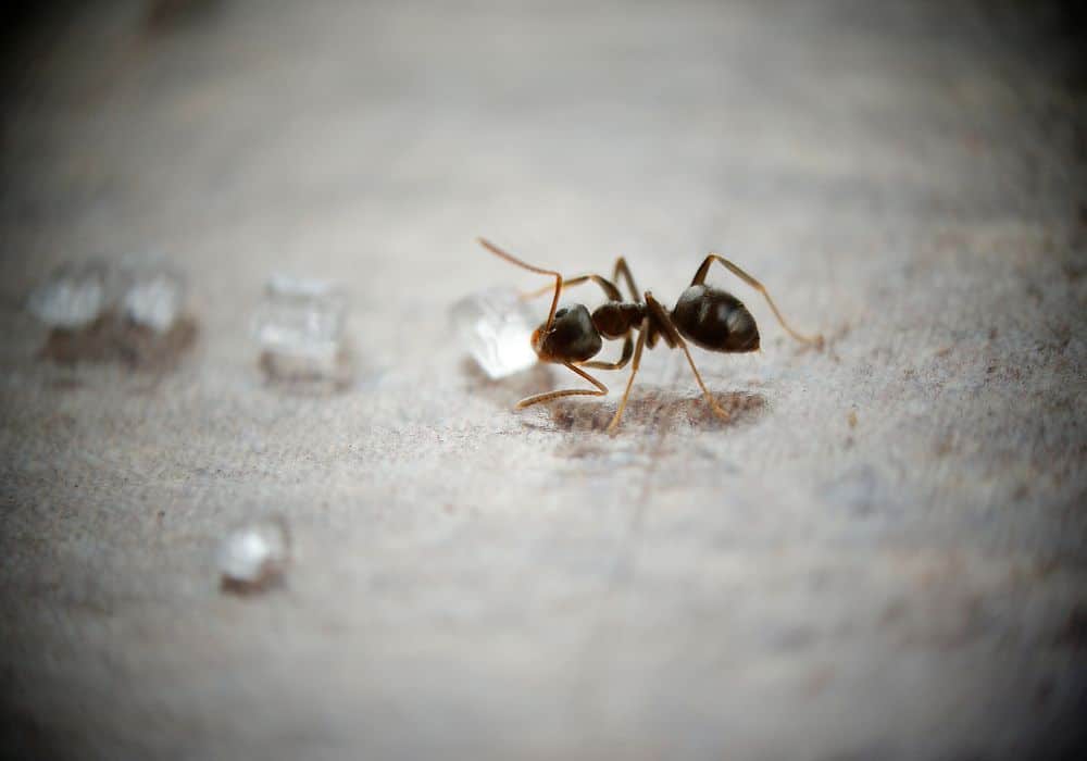 Sugar-Ants