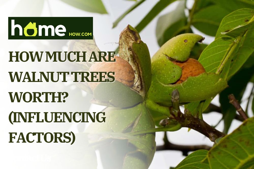 How Much Are Walnut Trees Worth