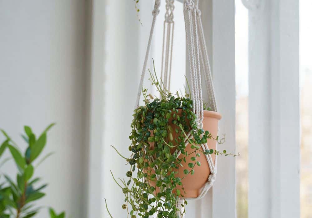 Type-of-Hanging-Plant