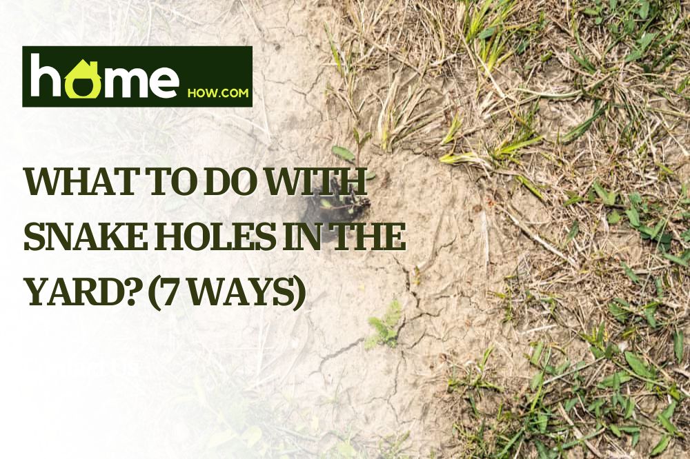 What To Do With Snake Holes In The Yard